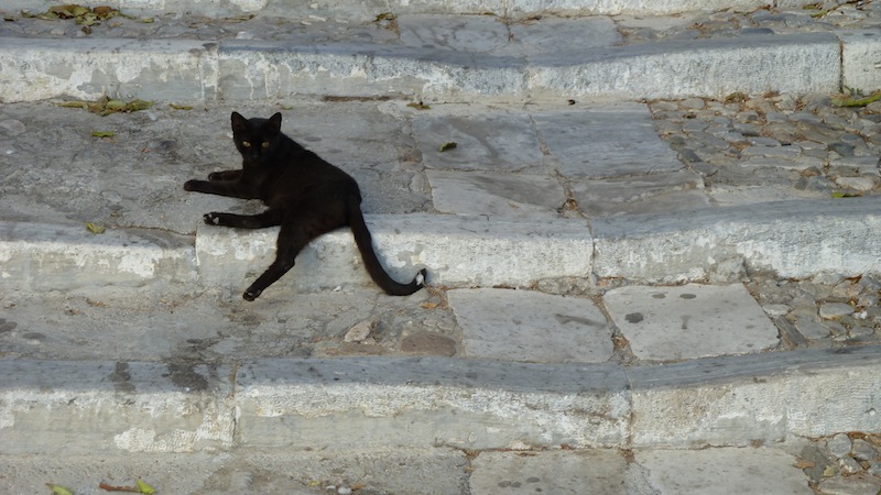 Syros cat 2.JPG